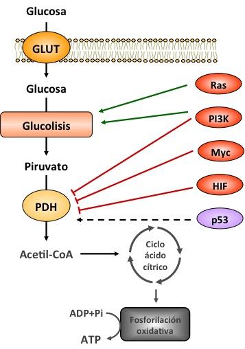 El aumento de la vía glucolítica también se asocia con oncogenes activados, por ejemplo, Ras, Myc, y mutantes de supresores de tumores, como p53, y puede ser aún más acentuada en las condiciones