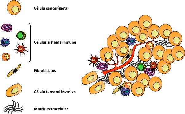 Figura 3. Las células del microambiente tumoral. Los tumores sólidos están constituidos por un conjunto de tipos celulares distintos.
