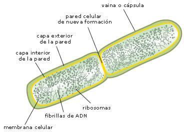 E. COLI (bacterias) Reino Monera Reproducción asexual.