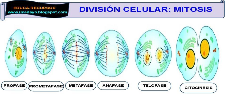 reproducción; uno es la división celular y el otro es un