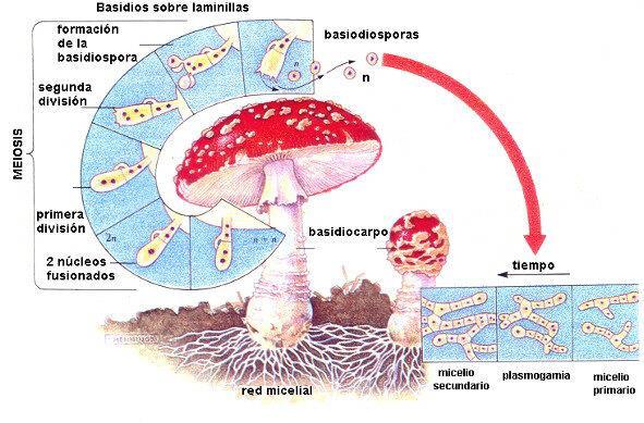 HONGOS Video Reproducción de los hongos Reino Fungi Reproducción sexual y asexual.