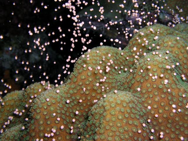 masivo del coral Al unirse los gametos se forma una larva que permanece con el plancton hasta