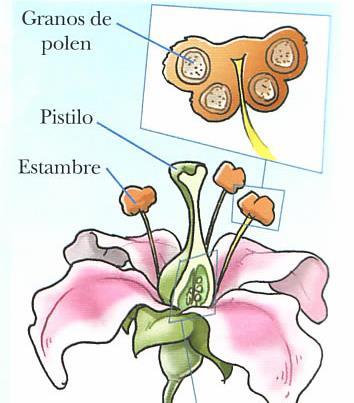 La mayoría de las flores presentan las siguientes partes: El órgano reproductor masculino son los
