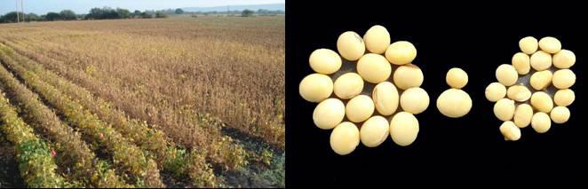 Producto 4 17 Figura 7. Cultivo de soya infectado, y granos diferencia entre semillas de plantas sanas y afectadas por P. pachirhizi.