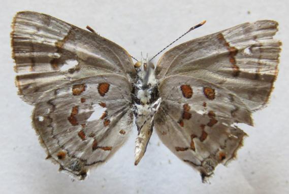 Thereus molus ssp. echion (LINNAEUS, 1758). Papilio echion LINNAEUS, 1758:788. Distribución: México hasta Brasil.
