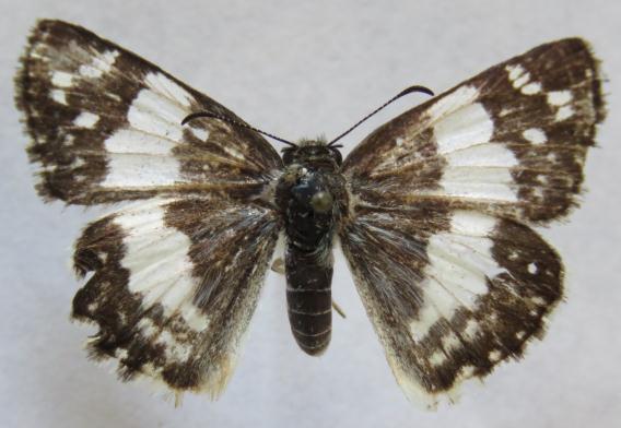 Heliopyrgus domicella ssp. domicella (ERICHSON, 1849). Syrichthus domicella ERICHSON, 1849:604 [Guyana].