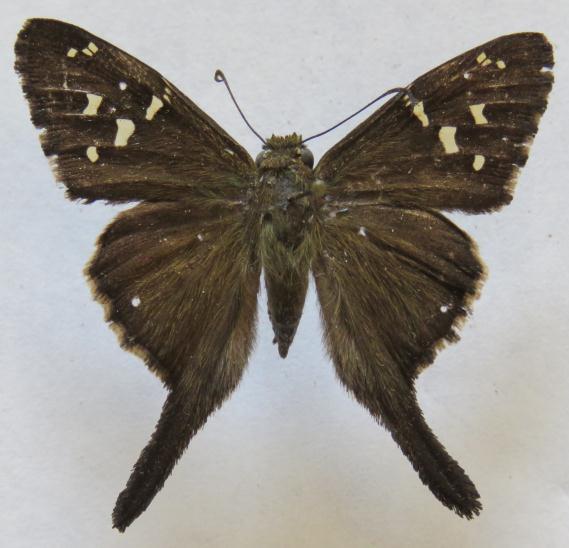 Urbanus dorantes ssp. dorantes (STOLL, 1790). Papilio dorantes STOLL, 1790:172, lam. 39, fig. 9 [Surinam]. Distribución: USA hasta Argentina y Chile, Antillas.