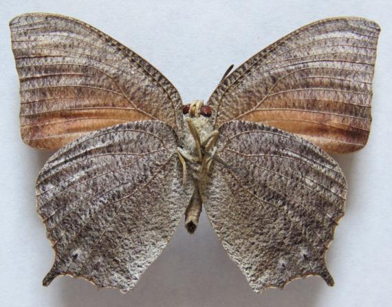 Anaea aidea (GUERIN-MENEVILLE, 1844). Nymphalis (Thymetes) aidea GUERIN-MENEVILLE, 1844:478 [México]. Distribución: USA hasta Costa Rica, Antillas.