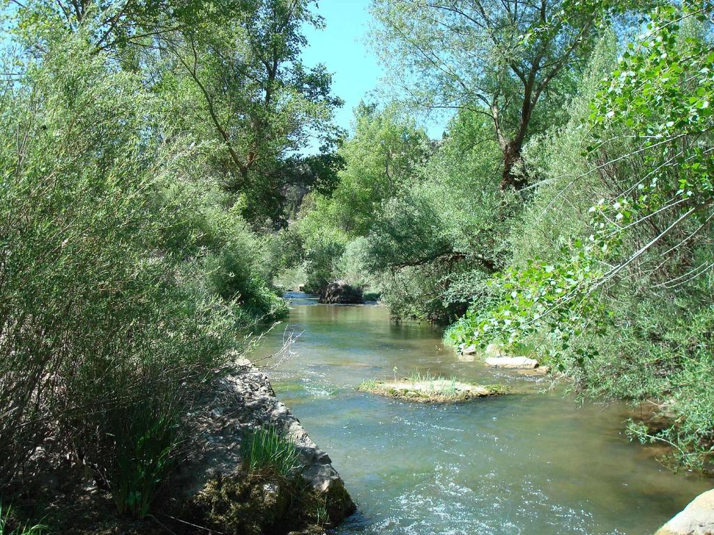 Politécnica de Valencia Introducción Porqué estudiar la vegetación de ribera y su