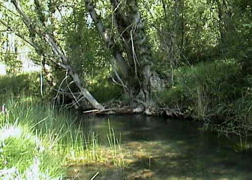 Las cualidades hidrológicas e hidráulicas del río determinan la supervivencia de los