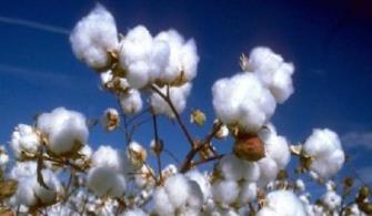Algodón Resolución 579/2017 Se incluye en el Registro de Usuarios de semillas a los productores de algodón Deben realizar la DDJJ de siembra y reserva de semilla de uso propio de algodón.