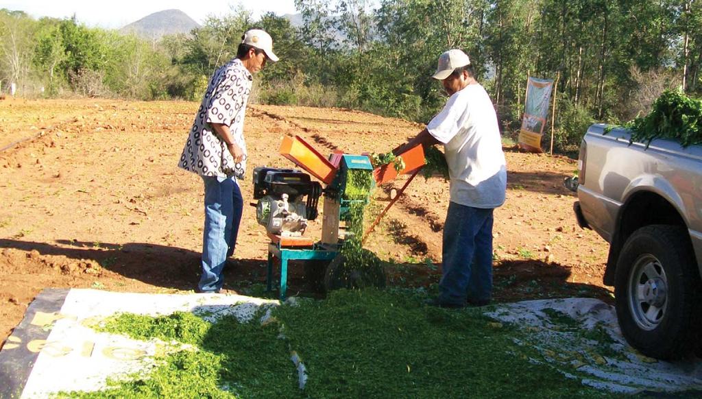 Fundación Produce Sinaloa, A. C. Picado mecánico de moringa. cuadrado para la densidad alta (250 kilogramos por hectárea de semilla). El costo fue de seis mil 250 6.Deshierbe.