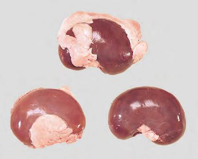 Red abdominal offal prepared by removing the kidney capsule, ureter, blood vessels and all the fat.