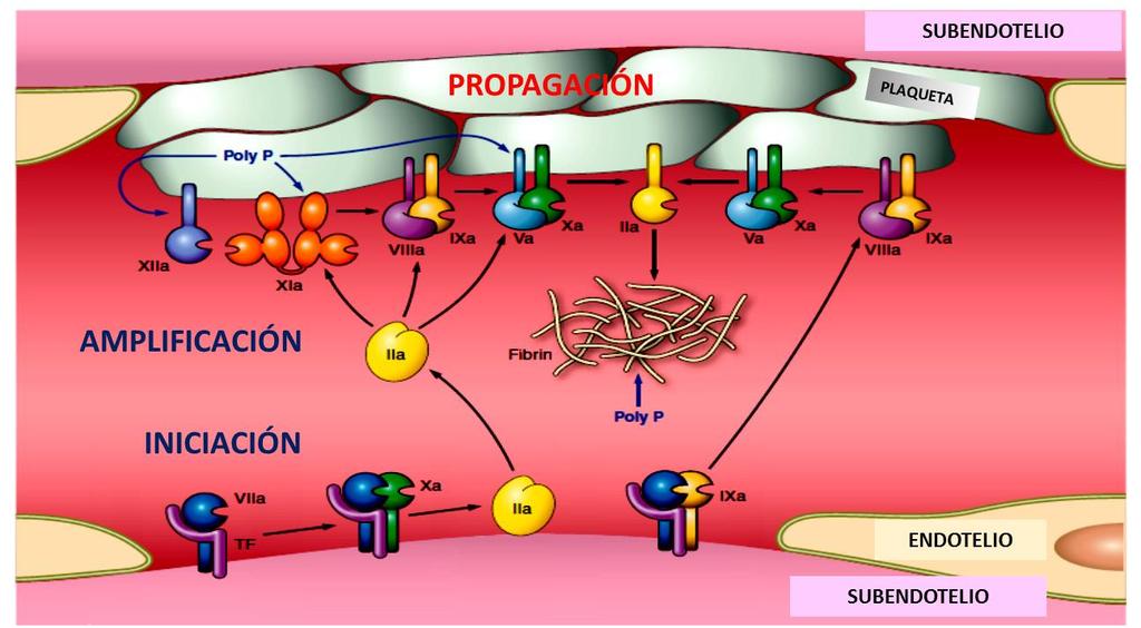 procoagulantes como factor V, VIII, XI y IX que incrementa exponencialmente los niveles de trombina (98). 1.3.3 Fase de propagación.