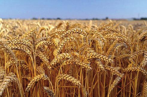 Figura 7. Acanto mantiene una excelente sanidad en los cultivos de cereales y ayuda a la obtención de cosechas de calidad.