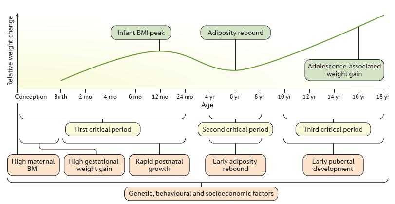 Critical periods in the development of obesity (González-Muniesa P et al.