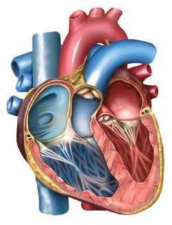 Adaptación curricular. Nutrición: aparatos circulatorio y excretor. 2. LA CIRCULACIÓN DE LA SANGRE La sangre circula siempre en el interior de los vasos sanguíneos.