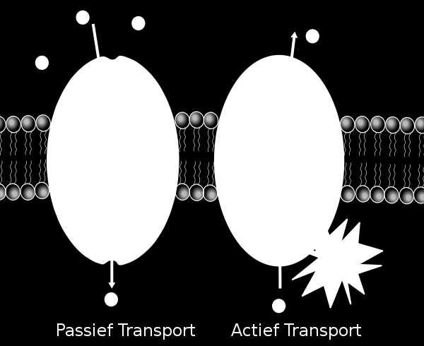 Slide 69 / 74 Comparando difusión facilitada y transporte activo Transporte