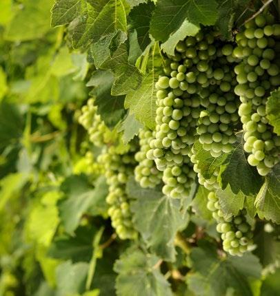 > VIÑA TARAPACÁ > COMPROMISO 360º SUSTENTABLE Sustainable Winegrowing Programa 360 Sustentable: La sustentabilidad es un elemento esencial del plan estratégico de VSPT Wine Group.