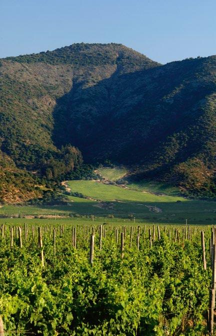> VIÑA TARAPACÁ > VIÑEDOS Y BODEGAS VIÑEDOS Y BODEGA La propiedad de Viña Tarapacá en Isla de Maipo comprende 2.600 hectáreas, de las cuales 611 son viñedos plantados.