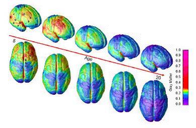 Maduración del cerebro entre las edades de 5 a 20 años Construido a partir de imágenes por resonancia magnética de niños sanos y adolescentes, durante 15 años de desarrollo del cerebro.