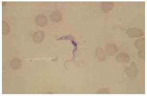 16 Género: Trypanosoma Subgénero: Trypanozoom Especie: Trypanosoma evansi 2.2.6.2. Morfología T.