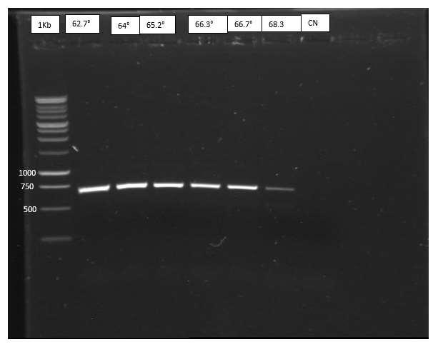 48 4.2. Gradiente de temperatura de alineamiento de PCR Anaplasma marginale.