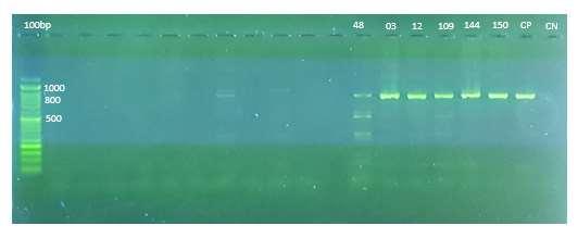 51 Figura 11 Amplificación del fragmento del gen 18Ss-rRNA de las muestras positivas. 4.4. Prevalencia de Hemoparásitos en la Isla Santa Cruz.