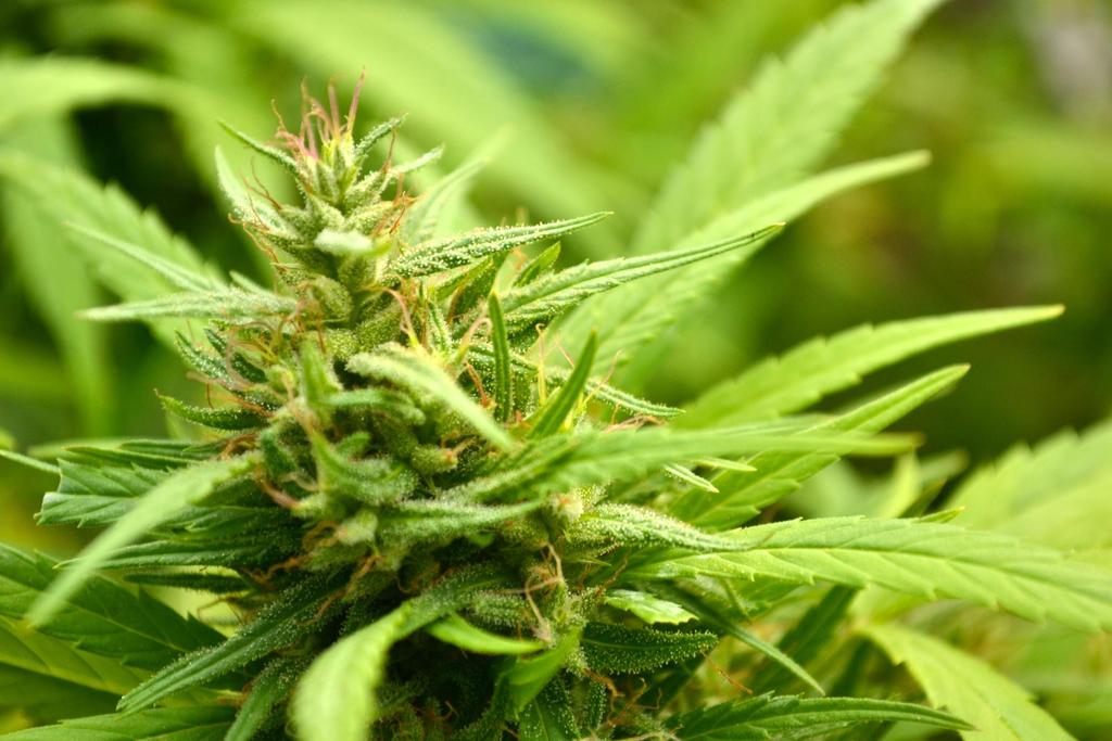 Cannabis medicinal: Las