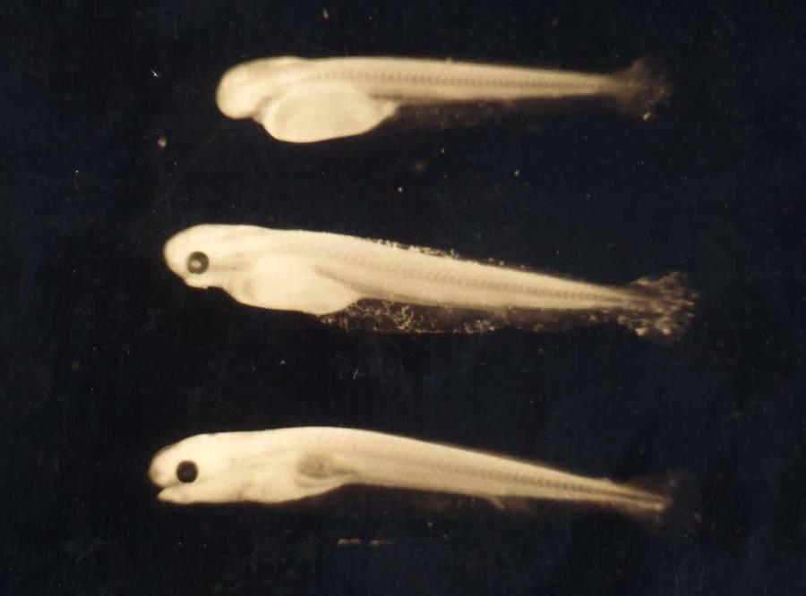 Figura 5.26. Tres estadios larvales pre-flexión de sábalo, Prochilodus lineatus.