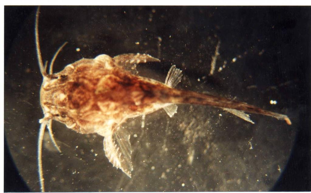 Figura 5.38. Larva post-flexión de armado, Fam. Doradidae, de 17 mm de largo total (viva anestesiada), en vista dorsal.
