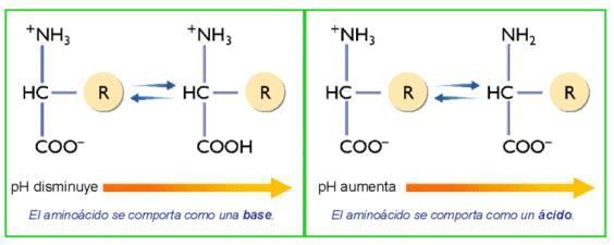 Propiedades Los aminoácidos son compuestos orgánicos sencillos,son sólidos y solubles en agua.