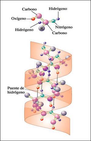 Estructura primaria Es la secuencia de aminoácidos de la proteína. Nos indica que aminoácidos componen la cadena y el orden en el que dichos aminoácidos se encuentran.