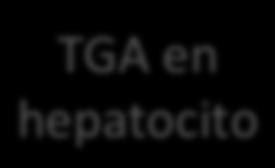 Formación de TAG TGA en hepatocito