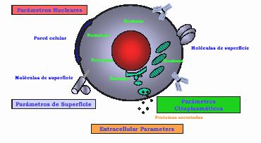 Parámetros celulares que pueden estudiarse Contenido de ADN Parámetros nucleares Tamaño Complejidad citoplasmática Parámetros estructurales Proteinas intracelulares