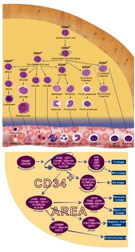 El recuento de células CD34+ es necesario para determinar las dosis requeridas en los transplantes de células progenitoras La