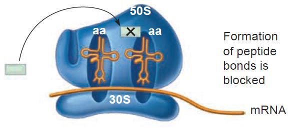 Antibióticos que inhiben la síntesis de proteínas Que actúan sobre la subunidad 50S del ribosoma Cloranfenicol: Estructura química y Mecanismo de acción Originalmente producido por Streptomyces