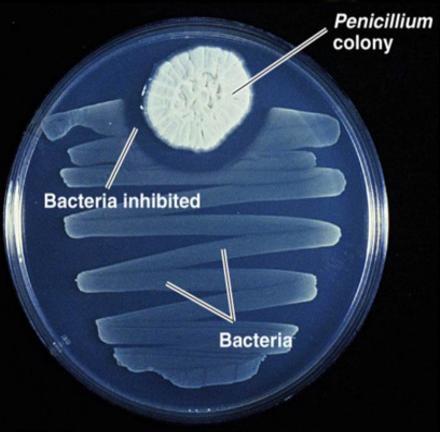 Premio Nobel de Medicina 1945: Alexander Fleming, Howard Florey y Ernst Chain A la sustancia se le dio el nombre de Penicilina, porque el hongo