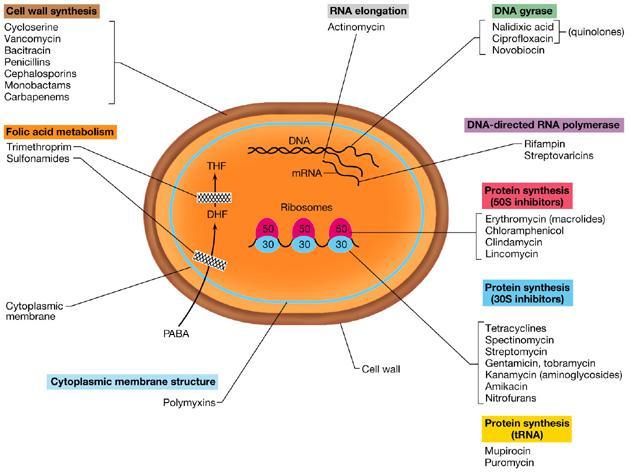 Sitios blanco de acción de los antimicrobianos Metabolismo energético