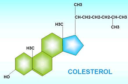 Otros lípidos constituyentes de la membrana plasmática: Colesterol: Lípido que se ubicara entre los fosfolípidos, dándole estabilidad y rigidez a la membrana.