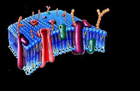 glucocalix ( bacterias); o unidos a proteínas de membrana ( glicoproteínas) Estos