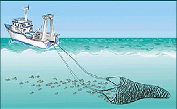 7. Áreas de perforación: No existen autorizaciones en aguas interiores para la flota industrial que opera en merluza del sur, de la Unidad de Pesquería; conforme a lo señalado por la Ley 19.