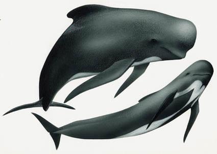 CALDERÓN NEGRO I ANTECEDENTES GENERALES NOMBRE COMÚN: Calderón Negro NOMBRE EN INGLÉS: Long-finned pilot whale NOMBRE CIENTÍFICO: Globicephala melas (Traill, 1809) Calderón Negro es un cetáceo