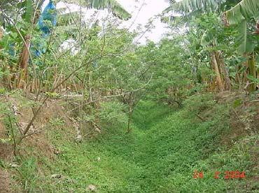 reforestación en canales para prevenir la