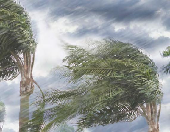 Guía de planeación de huracanes Comenzar el salvamento lo antes posible para evitar más daños: z Cubrir las ventanas rotas y cubiertas rotas del techo z Separar los productos dañados, pero ten