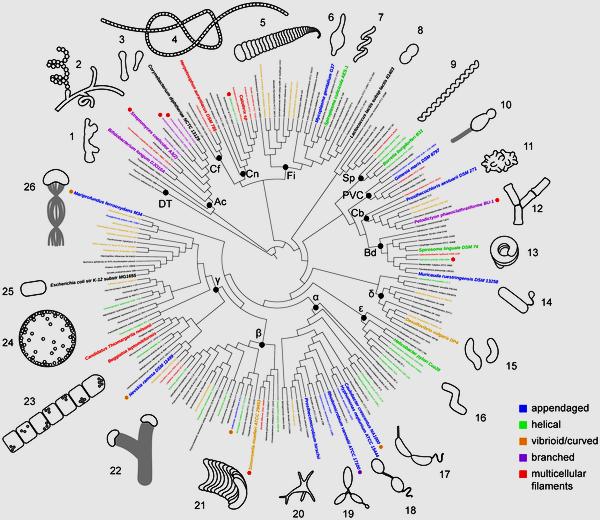 Las bacterias adoptan multitud de formas diferentes Kysela DT, Randich AM, Caccamo PD, Brun YV (2016) Diversity Takes Shape: Understanding the Mechanistic and Adaptive