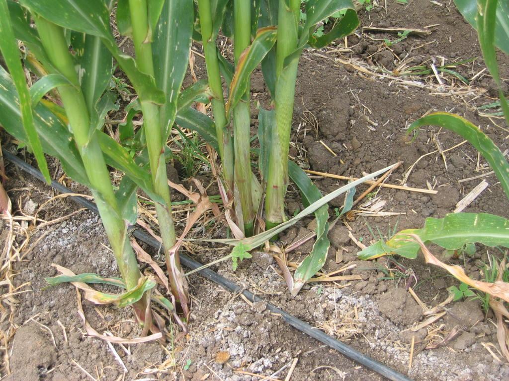 Importancia de la densidad Los sistemas de producción de maíz pierden del 30-40% de la población de