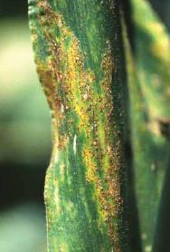 Roya del maíz (Puccinica sorghi) Daños: Pústulas en las hojas que afectan al