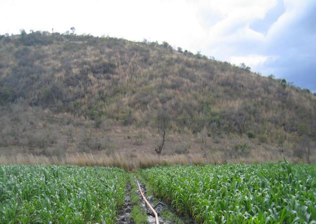 Producción de maíz Mayoría área producción en condición marginal Problema: suelos marginales, ladera, baja fertilidad Suelo