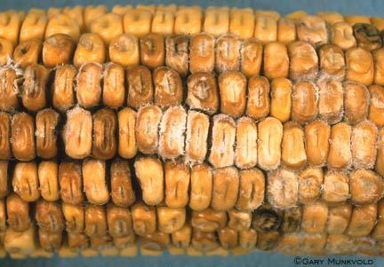 FUMONISINAS SON DE LA FAMILIA DE LAS MICOTOXINAS QUE FUERON DESCUBIERTAS EN SUDAFRICA EN 1988 A PARTIR DE CULTIVOS DE Fusarium verticilloides ( ANTES Fusarium moniliforme ) Producidas por varias